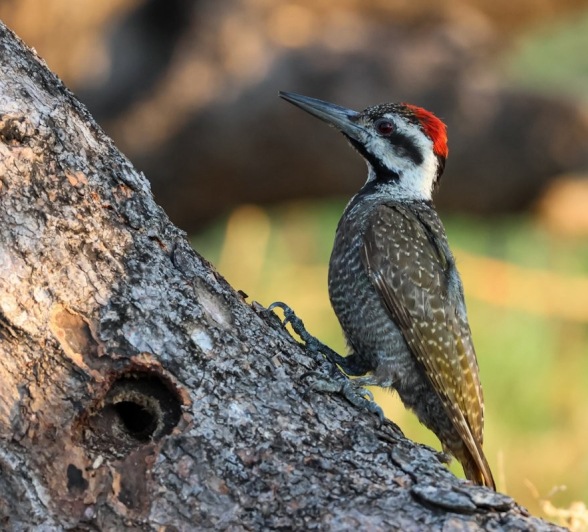 Sabi Sabi Jan Nel Bearded Woodpecker