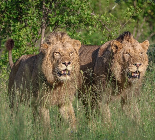 Male lions walk together. 
