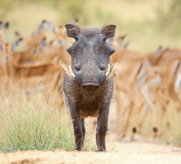 A warthog looks ahead as bucks move along in its background
