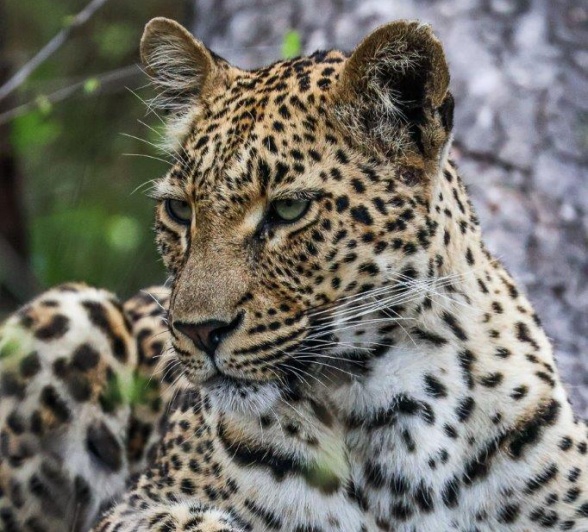 After a little rival spat with the Tengile female on Saturday morning, we found Golonyi retreated more to the western side of her territory the next day.