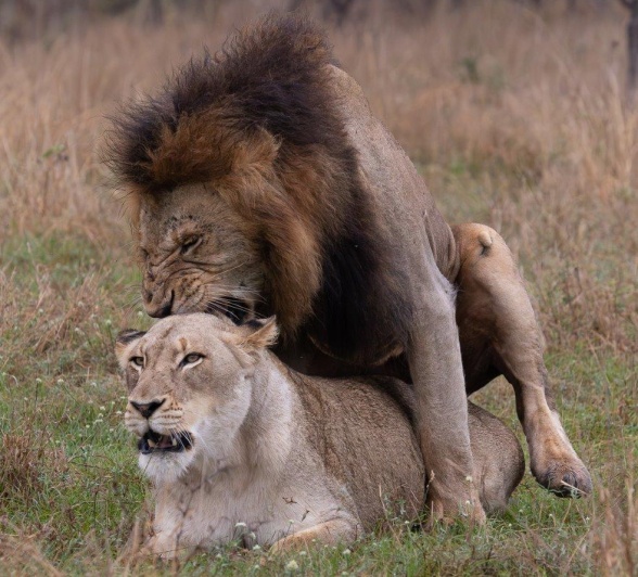 Lions will mate often in short bursts over a couple of days. 