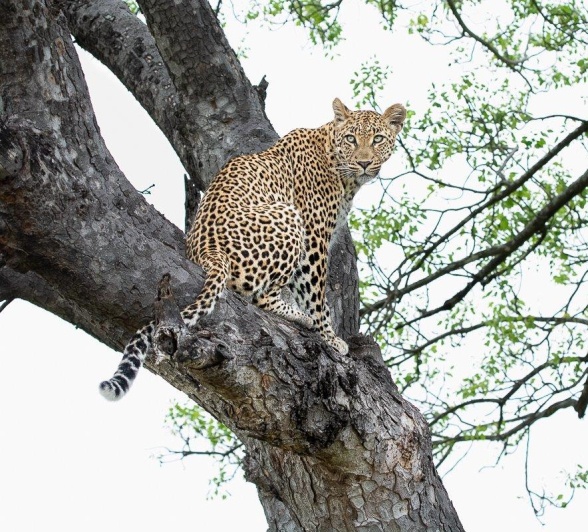 Constantly alert, Golonyi perches on a tree, gaining a good perspective of the surrounding area. Constantly alert, Golonyi perches on a tree, gaining a good perspective of the surrounding area.