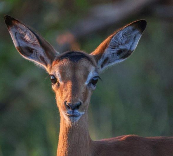 An impala perfectly framed b the golden sunlight. An impala perfectly framed b the golden sunlight.