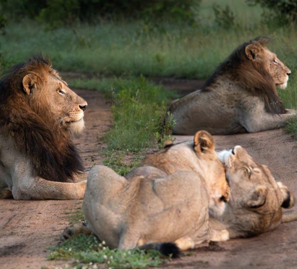 Morning tea views over the pan in front of Bush Lodge revealed the two Gijima males accompanied by three Talamati females. 