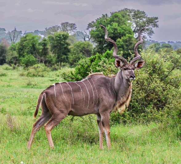 A Week in the Bush Vol. 488 | Sabi Sabi