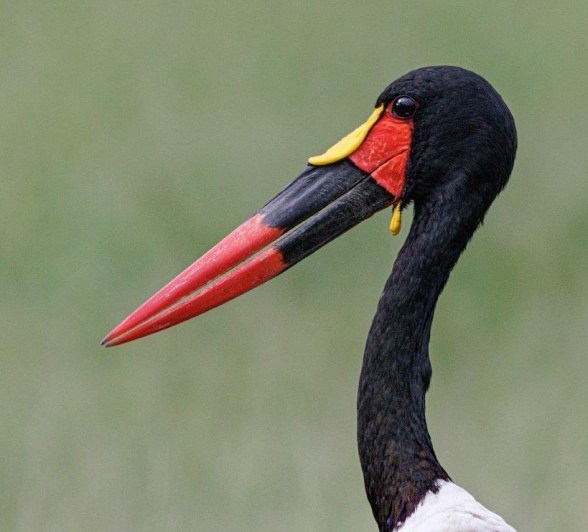 Spoon Billed Stork Close Devon Jansen Spoon Billed Stork Close Devon Jansen