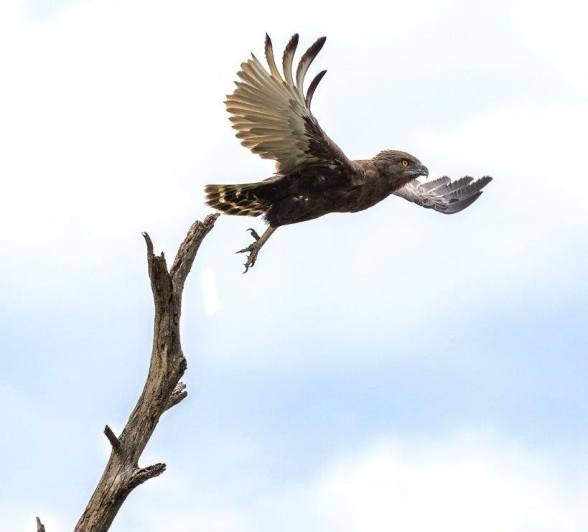 Sabi Sabi Benjamin Loon Brown Snake Eagle Flight