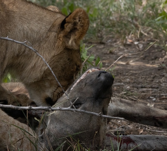 A lion from the Gijima pride and its hyena kill.