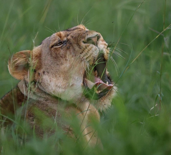 Sabi Sabi Ruan Mey Southern Pride Lion Yawns Sabi Sabi Ruan Mey Southern Pride Lion Yawns