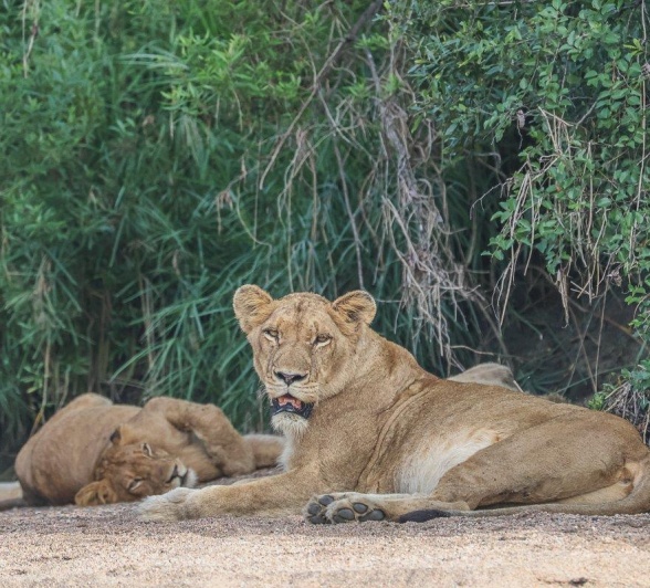 The Southern Pride rests after a successful wildebeest kill they'd made during the evening. The Southern Pride rests after a successful wildebeest kill they'd made during the evening.