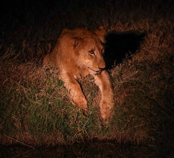 Sabi Sabi Ruan Mey Msuthlu At Waterhole