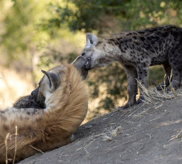 Sabi Sabi Benjamin Loon Hyena Pup Pulls Mothers Ear Sabi Sabi Benjamin Loon Hyena Pup Pulls Mothers Ear