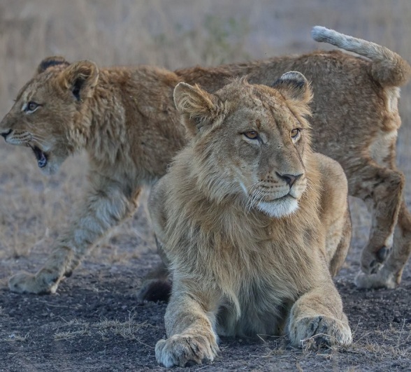 Sabi Sabi Ruan Mey Msuthlu Pride Sabi Sabi Ruan Mey Msuthlu Pride