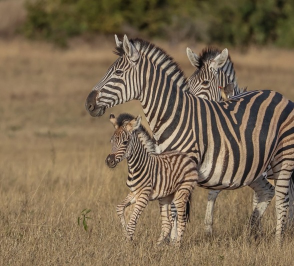 Sabi Sabi Ruan Mey Zebra Calf Sabi Sabi Ruan Mey Zebra Calf