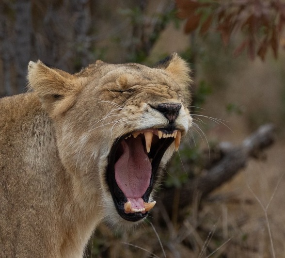 Sabi Sabi Ronald Mutero Mhangeni Roars Sabi Sabi Ronald Mutero Mhangeni Roars