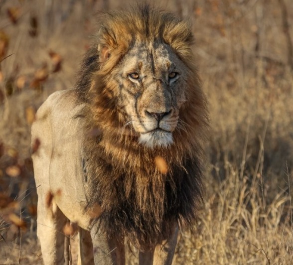Sabi Sabi Ruan Mey Gijima Sabi Sabi Ruan Mey Gijima