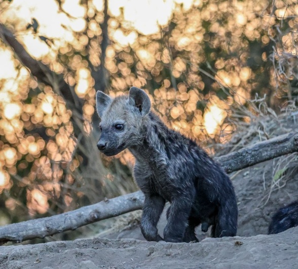 Sabi Sabi Ruan Mey Hyena Pup Sabi Sabi Ruan Mey Hyena Pup