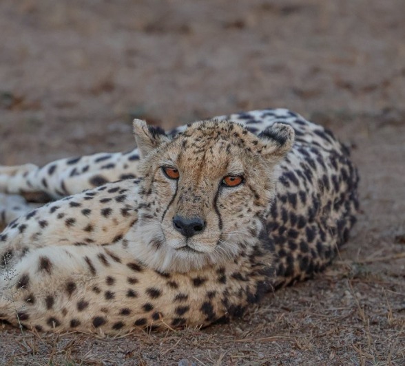 Sabi Sabi Ruan Mey Cheetah Sabi Sabi Ruan Mey Cheetah