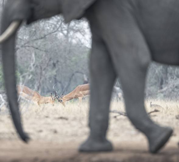 Always something to see: An elephant walks in the foreground in front of rutting impalas.