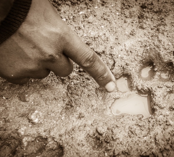 Our passionate rangers share their knowledge of all aspects of the wilderness.