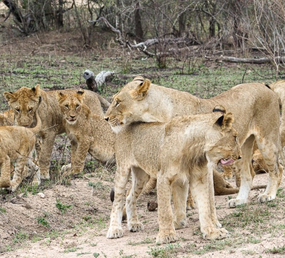 Sabi Sabi Jana Du Plessis Styx Pride