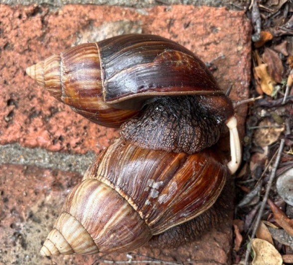 Sabi Sabi Willie Woest Giant Land Snails Mating