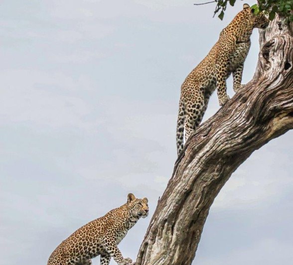 Ntsumi's cubs are spending a lot of time by themselves lately and have learned just as much. Ntsumi's cubs are spending a lot of time by themselves lately and have learned just as much.