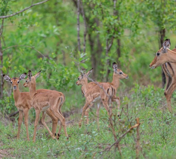 Sabi Sabi Ruan Mey The Next Generation Impala