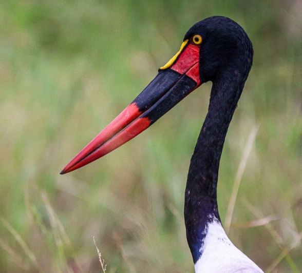 Sabi Sabi Ruan Mey Saddle Billed Stork 2 Sabi Sabi Ruan Mey Saddle Billed Stork 2