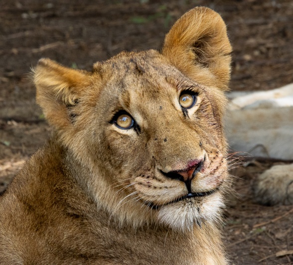 A sub-adult member of the Gijima pride.