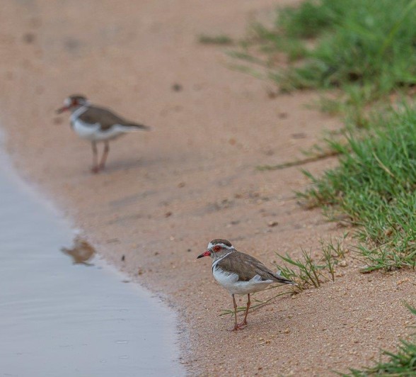 Sabi Sabi Ruan Mey Plover Birds Sabi Sabi Ruan Mey Plover Birds