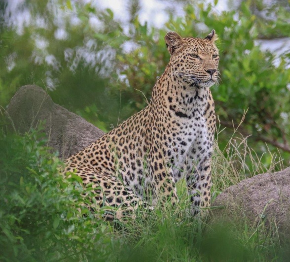 Sabi Sabi Ruan Mey Ntsumi Scans Surroundings