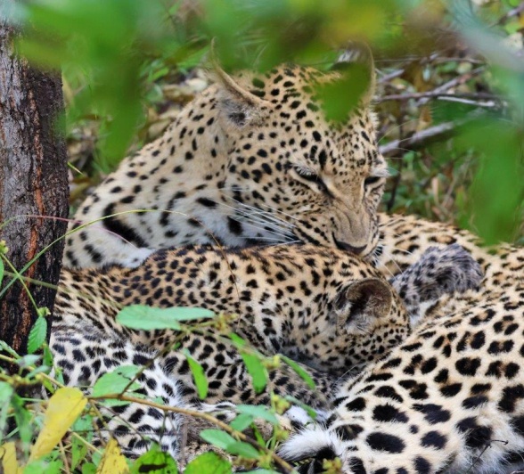 Sabi Sabi Jan Nel Golonyi And Cub Sabi Sabi Jan Nel Golonyi And Cub