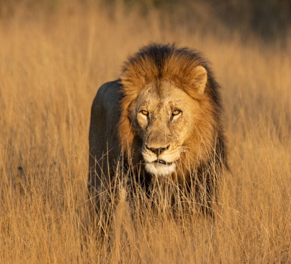 Sabi Sabi Ronald Mutero Gijima Sabi Sabi Ronald Mutero Gijima