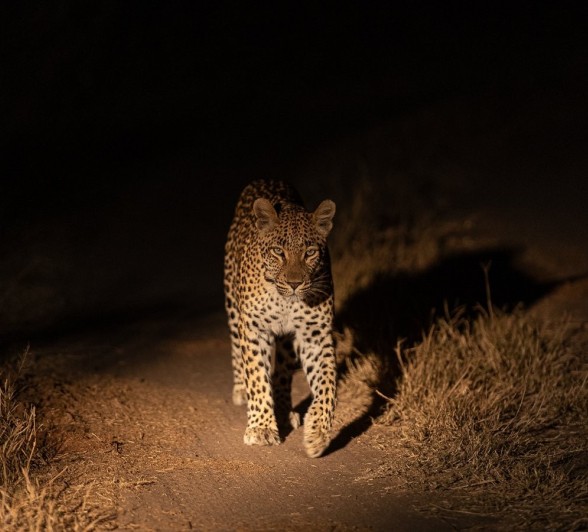 Sabi Sabi Jamiel Malherbe Golonyi At Night Sabi Sabi Jamiel Malherbe Golonyi At Night