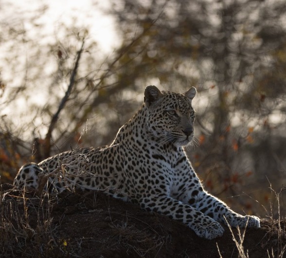 Tengile female have her eyes set on her territory
