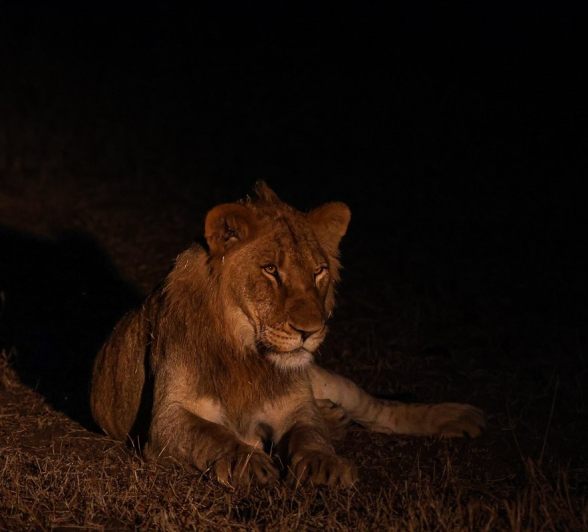 Sabi Sabi Ruan Mey Msuthlu Night Sabi Sabi Ruan Mey Msuthlu Night