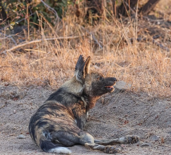 Sabi Sabi Ruan Mey Wild Dog On Road Sabi Sabi Ruan Mey Wild Dog On Road