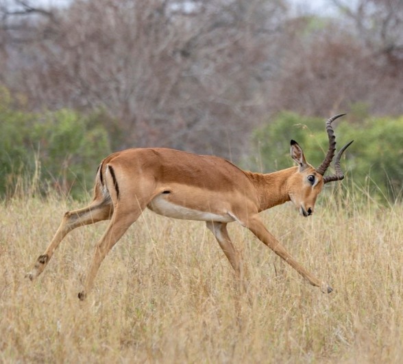 A male impala rutting. A male impala rutting.