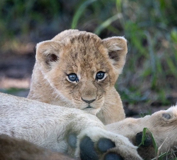 Sabi Sabi Ronald Mutero Southern Pride Cub Stare