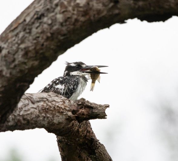 The filled-up waterholes and flowing rivers provide very good hunting grounds for birds like kingfishers. The filled-up waterholes and flowing rivers provide very good hunting grounds for birds like kingfishers.