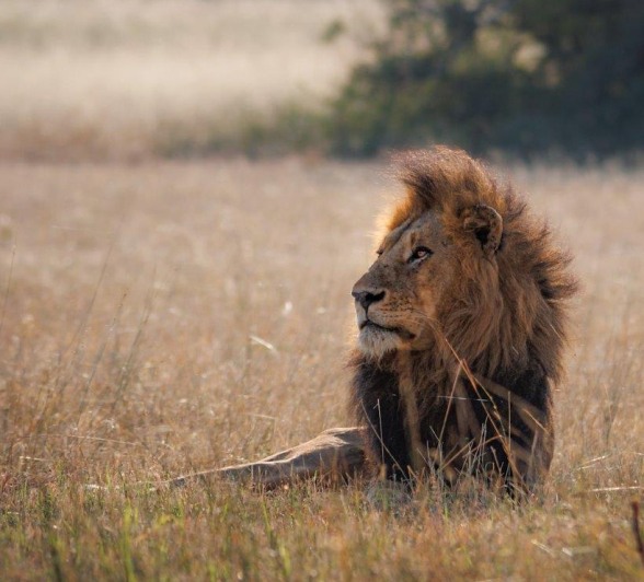 Guests were delighted to see one of the Gijima male lions in the open veld. 