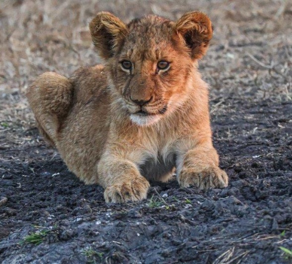 Msuthlu Cub standing by the water