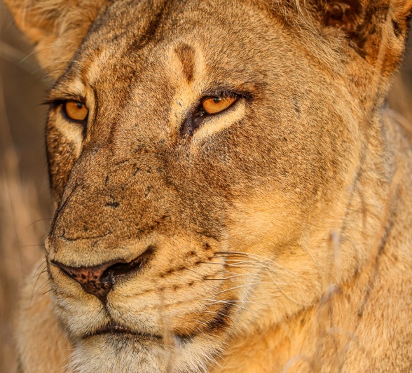 Sabi Sabi Ruan Mey Msuthlu Lioness Sabi Sabi Ruan Mey Msuthlu Lioness