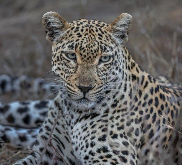 Tengile female leopard grooming herself at the base of a tree.