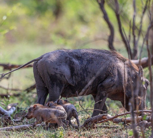 Sabi Sabi Ruan Mey Warthog Piglets