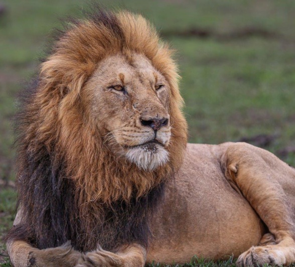 Sabi Sabi Ruan Mey Gijimas