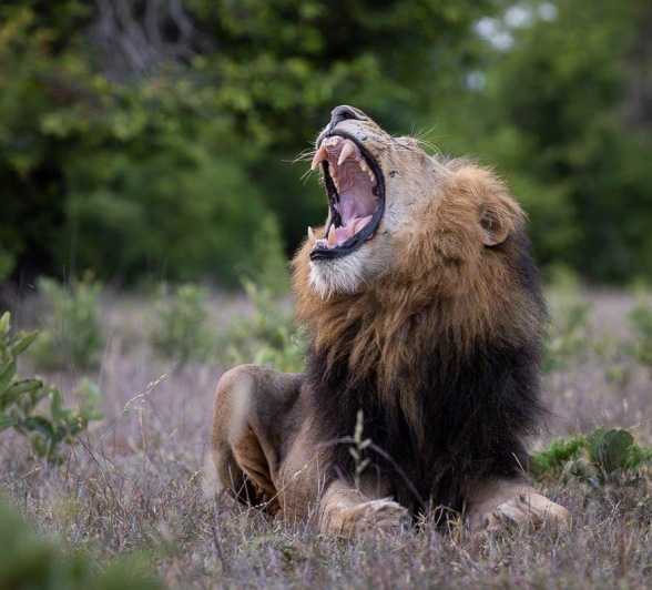 Sabi Sabi Jp Van Rooyen Gijima Male Roars Sabi Sabi Jp Van Rooyen Gijima Male Roars