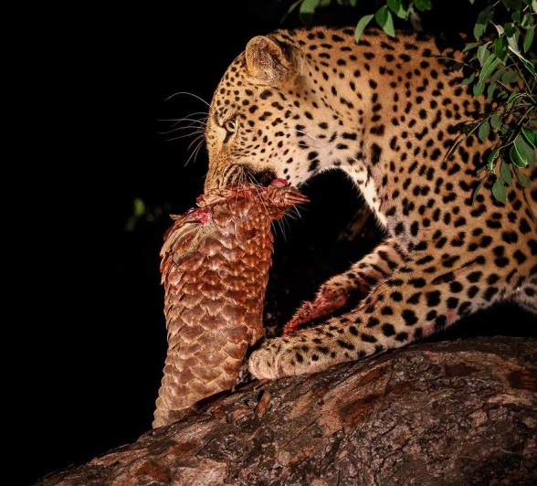 In a tree canopy, Nkuwa the leopard has secured his kill, a ground pangolin.