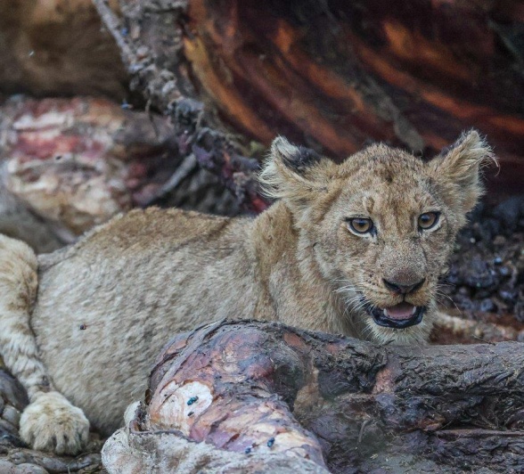 Sabi Sabi Ruan Mey Msuthlu Sabi Sabi Ruan Mey Msuthlu